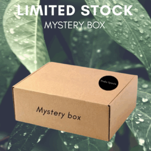UITVERKOCHT...Mystery box mannen
